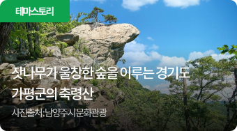 잣나무가 울창한 숲을 이루는 가평군 축령산