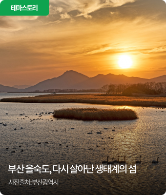 부산 을숙도, 다시 살아난 생태계의 섬
