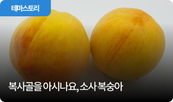 복사골을 아시나요, 소사 복숭아