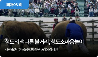 청도의 색다른 볼거리, 청도소싸움놀이