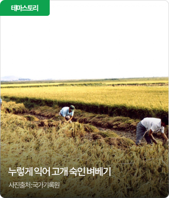 누렇게 익어 고개 숙인 벼베기